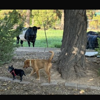Barnyard Buddies - My little 5 lb chihuahua explores the farm yard - Pet Groomers Near Me