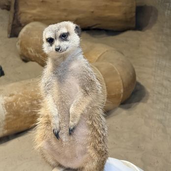 Chattanooga Zoo At Warner Park - Amusement Parks Near Me - Chattanooga, Tennessee Chattanooga Zoo At Warner Park - Amusement Parks Near Me - Chattanooga, Tennessee