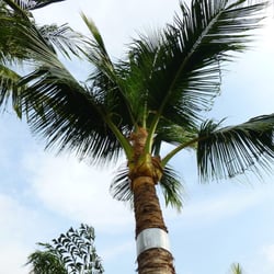 Sunshine Tree Service - We added the Flashing to a couple of the coco's, after trim.