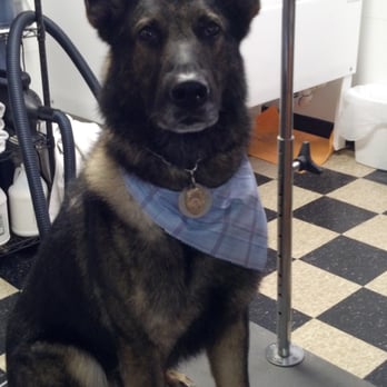 Paws & Go - Pet Groomers Near Me - Bristol, Connecticut