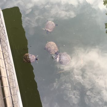 Aldridge Gardens - I found them at last , Leonardo , Raphael , Donatello ,and Michelangelo - Parks Near Me - Birmingham, Alabama Aldridge Gardens - I found them at last , Leonardo , Raphael , Donatello ,and Michelangelo - Parks Near Me - Birmingham, Alabama