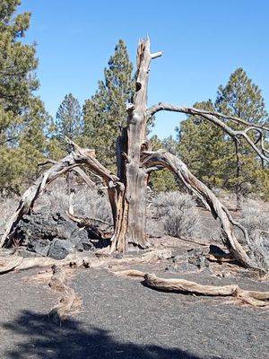 Sunset Crater Volcano National Monument by null