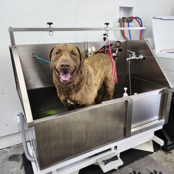 CosmoPAWlitan Pet Grooming - Pet Groomers Near Me - clayton, Delaware CosmoPAWlitan Pet Grooming - Pet Groomers Near Me - clayton, Delaware
