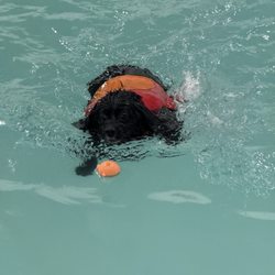 K9 Aquatic Center - Having a ball