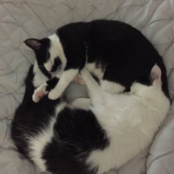 Thompson Veterinary Services - Lucy & Reinfield back home happy, healthy, and feeling comfortable enough to curl up for a nap in record time!