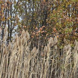 Sand Run Metro Park