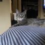Photo of Cats are Family Too! Cat Sitting Service