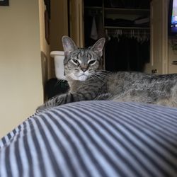Cats are Family Too! Cat Sitting Service