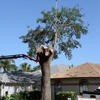 Lucas Tree Service - One limb left to cut. - Tree Services Near Me - Atlantic Beach, Florida