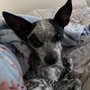 Photo of Castaways Pet Rescue