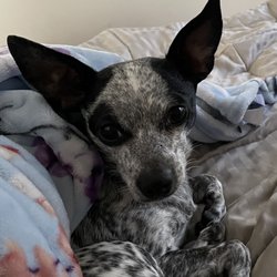 Castaways Pet Rescue - Little Luna.