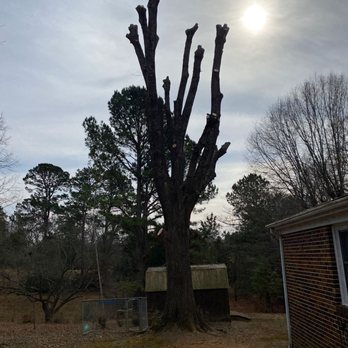 Cheap Jimm Tree Services - Tree Services Near Me - Archdale, North Carolina Cheap Jimm Tree Services - Tree Services Near Me - Archdale, North Carolina