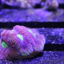 A World of Fish