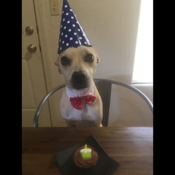 Biscuits Pet Boutique - Happy 6th birthday Hank!!! - Pet Stores Near Me - San Jose, California Biscuits Pet Boutique - Happy 6th birthday Hank!!! - Pet Stores Near Me - San Jose, California