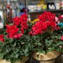 Photo of Rodney's Flower Shop
