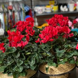 Rodney's Flower Shop
