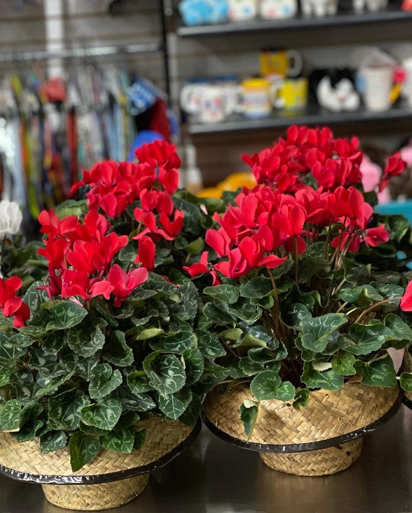 RODNEY’S FLOWERS SHOP Updated September 2024 23 Photos 2214 Henry