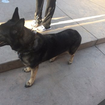 Temecula Pet Salon - Hope is looking beautiful after her day at the spa. - Pet Groomers Near Me - Temecula, California Temecula Pet Salon - Hope is looking beautiful after her day at the spa. - Pet Groomers Near Me - Temecula, California