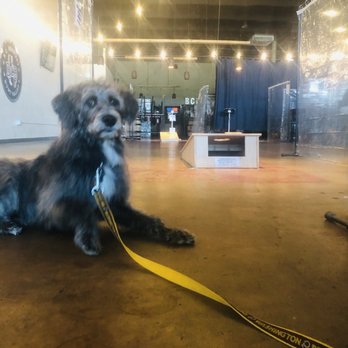 B.C. Brewery - My pupper near the corn hole and dart boards! - Breweries Near Me - Hunt Valley, Maryland