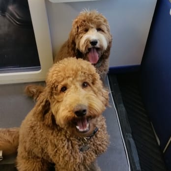 The Natural Pet - Before - Pet Groomers Near Me The Natural Pet - Before - Pet Groomers Near Me