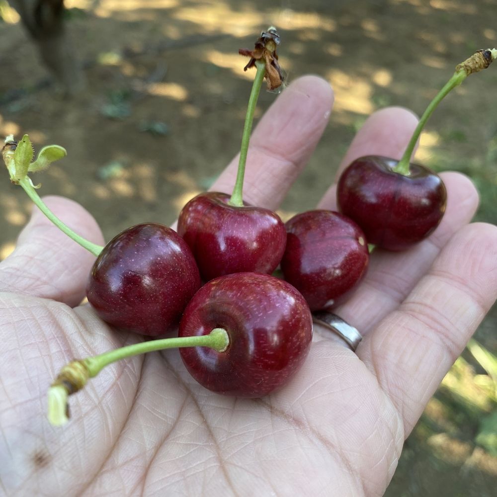 Maggiore Cherry Ranch - Fruits & Veggies Near Me - Brentwood, California