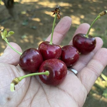 Maggiore Cherry Ranch - Fruits & Veggies Near Me - Brentwood, California