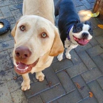 Fur Baby Babysitting - Major having fun with new friends - Pet Boarding Near Me Fur Baby Babysitting - Major having fun with new friends - Pet Boarding Near Me