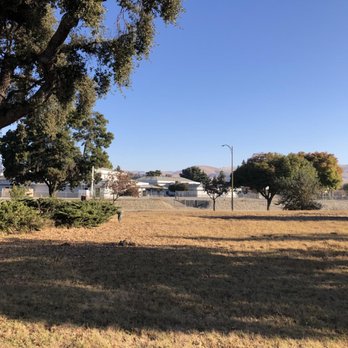 St. Stephen's In the Fields Episcopal Church - Roughly 450 year old valley oak at St Stephen's in-the-Field. - Churches Near Me - San Jose, California St. Stephen's In the Fields Episcopal Church - Roughly 450 year old valley oak at St Stephen's in-the-Field. - Churches Near Me - San Jose, California