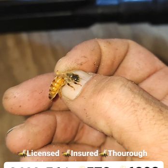 Florida Honey Bees - a hand holding a dead bee - Honey Near Me - Delray Beach, Florida Florida Honey Bees - a hand holding a dead bee - Honey Near Me - Delray Beach, Florida