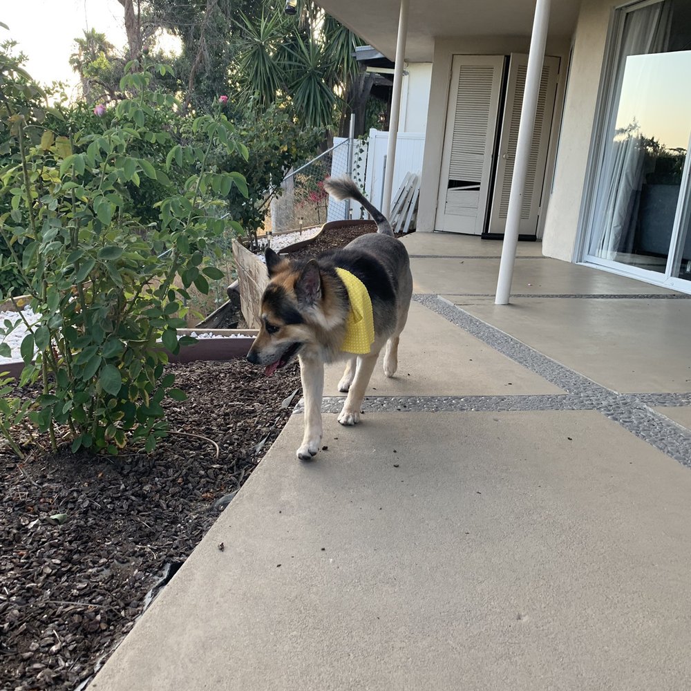 Pets R Us - Pet Sitting Near Me - Glendale, California Pets R Us - Pet Sitting Near Me - Glendale, California
