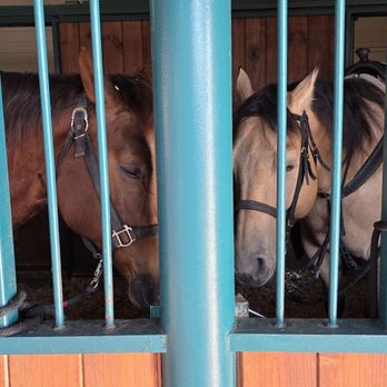 Dolly Parton’s Stampede - Show horses were tied up on outer railing of their paddocks along public walkway for spectators' benefit. - Performing Arts Near Me - Branson, Missouri