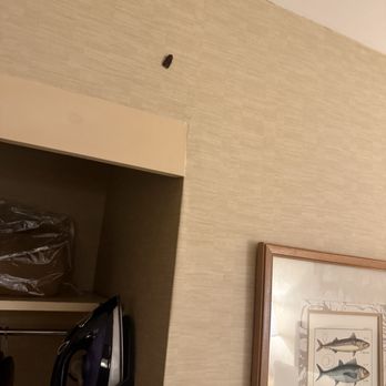 The Sagamore - Bug in room - Hotels Near Me - Bolton Landing, New York