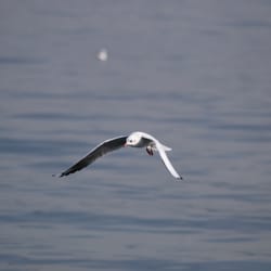 İskele Balık Lokantası