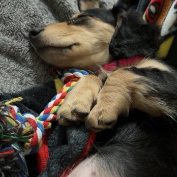 Dachshund Dude Ranch - Luna - Pet Services Near Me Dachshund Dude Ranch - Luna - Pet Services Near Me