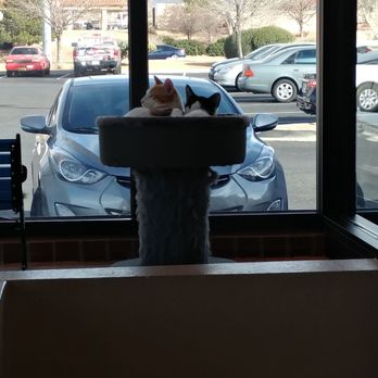 Catopia Cat Cafe - Pet Adoption Near Me - Albuquerque, New Mexico