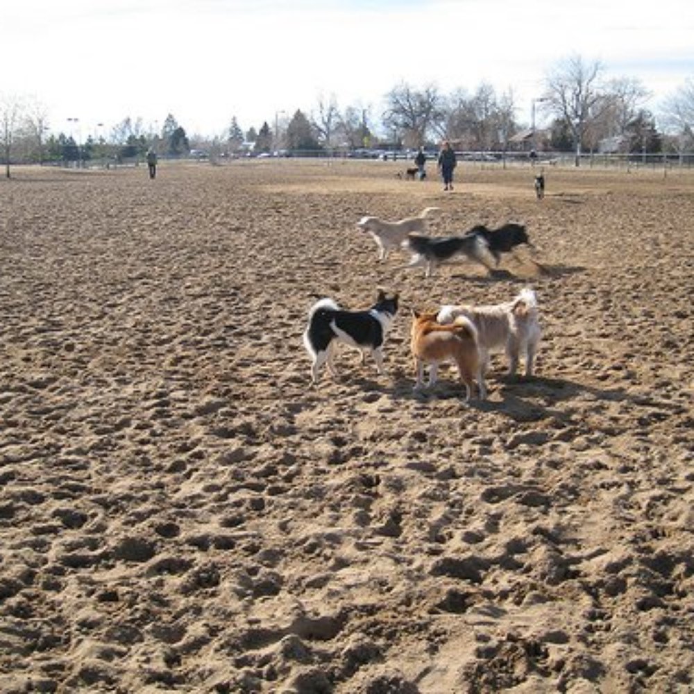 Stapleton Dog Park - Dog Parks Near Me - Denver, Colorado Stapleton Dog Park - Dog Parks Near Me - Denver, Colorado