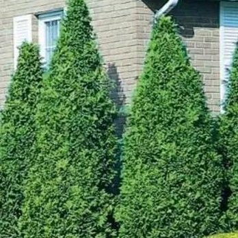 C & D Landscaping and Design - Landscaping Near Me - Elkhorn, Wisconsin C & D Landscaping and Design - Landscaping Near Me - Elkhorn, Wisconsin