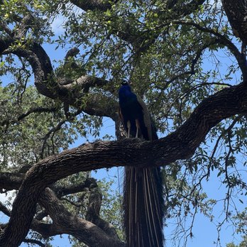 Mattie's - Peacocks! - American Near Me - Austin, Texas Mattie's - Peacocks! - American Near Me - Austin, Texas