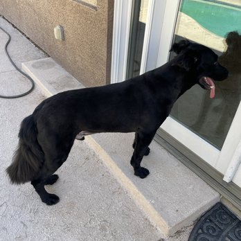 Scenthound Henderson - Beautiful shave - Pet Groomers Near Me - Henderson, Nevada Scenthound Henderson - Beautiful shave - Pet Groomers Near Me - Henderson, Nevada