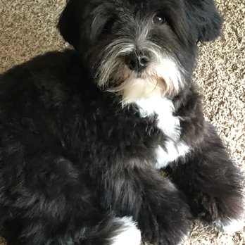 Canine Perfection - Pet Groomers Near Me - Lake Oswego, Oregon