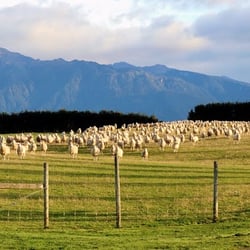 Dusky Ridges - A real sheep  farm