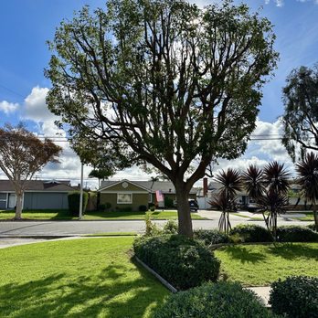 Favor Tree Care - After photo of our nicely trimmed tree - Tree Services Near Me - Santa Ana, California Favor Tree Care - After photo of our nicely trimmed tree - Tree Services Near Me - Santa Ana, California