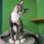 Photo of Central Texas SPCA
