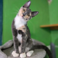 Central Texas SPCA - Sedona