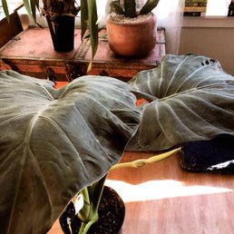 Alocasia, can't wait to repot this guy!