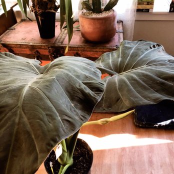 Thicket - Alocasia, can't wait to repot this guy! - Nurseries & Gardening Near Me - Portland, Oregon