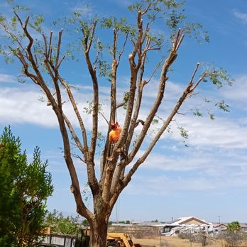 Elite Tree Services And Landscaping - Tree Services Near Me Elite Tree Services And Landscaping - Tree Services Near Me