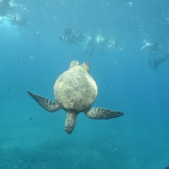 Aqua Adventure - Turtle town - Snorkeling Near Me - Wailuku, Hawaii Aqua Adventure - Turtle town - Snorkeling Near Me - Wailuku, Hawaii