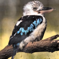 Vogelpark Olching - Australier sind auch hier. In diesem Fall ein Blaufederkookaburra