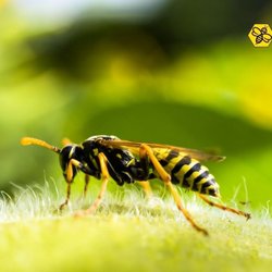 The Bee Man